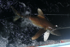 Carcharhinus longimanus