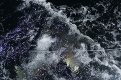 Carcharhinus longimanus