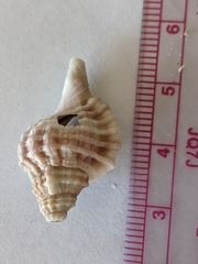 Mollusca