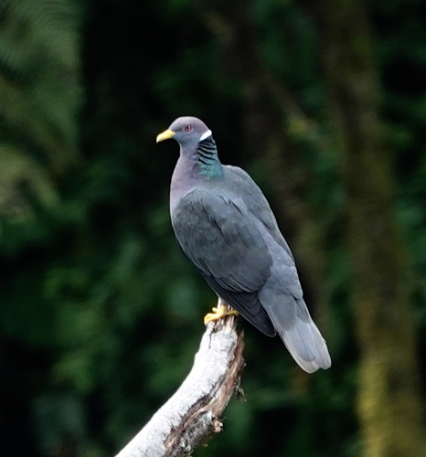 Subspecies Patagioenas fasciata albilinea · iNaturalist