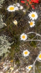 Erigeron ochroleucus