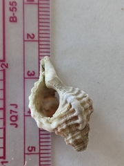 Mollusca