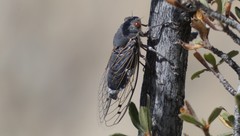 Hadoa chiricahua