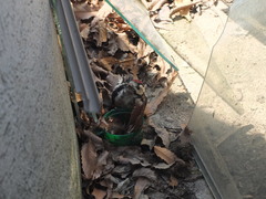 Dendrocopos leucotos