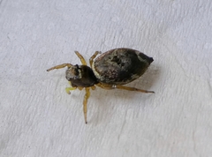 Araneae