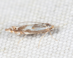 Phyllonorycter blancardella