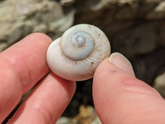 Zachrysia provisoria