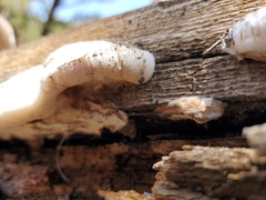 Spongiporus leucospongia