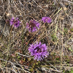 Monardella purpurea
