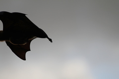 Pteropus niger