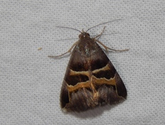 Grammodes euclidioides