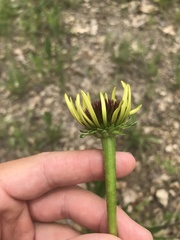Echinacea paradoxa paradoxa