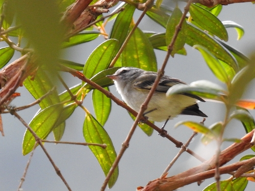 White-tailed Tyrannulet (Mecocerculus poecilocercus), photo 2