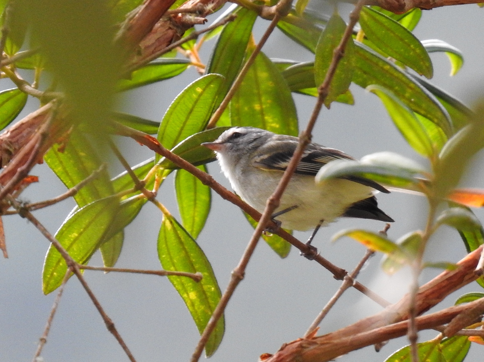 White-tailed Tyrannulet (Mecocerculus poecilocercus), photo 2