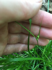 Carex jamesii