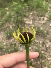 Echinacea paradoxa paradoxa