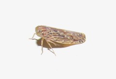 Achilidae