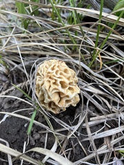 Morchella tridentina