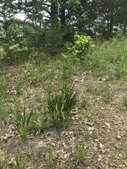 Echinacea paradoxa paradoxa