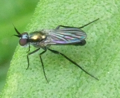 Rhaphium melampus