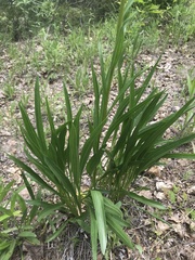 Echinacea paradoxa paradoxa
