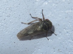 Oncopsis flavicollis