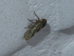 Oncopsis flavicollis