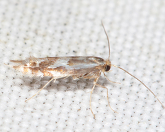 Phyllonorycter blancardella