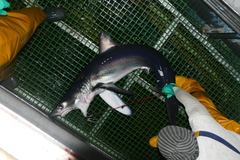 Isurus paucus