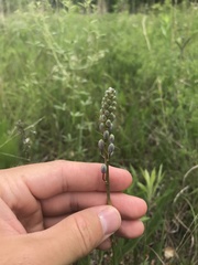 Camassia angusta