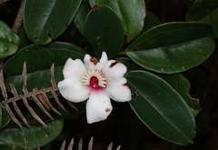 Blakea quadrangularis