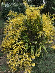 Oncidium sphacelatum