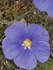 Linum lewisii