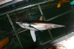 Isurus paucus