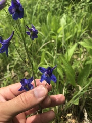 Delphinium treleasei