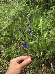 Delphinium treleasei