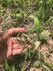 Delphinium treleasei