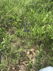 Delphinium treleasei