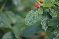 Cyanophrys herodotus