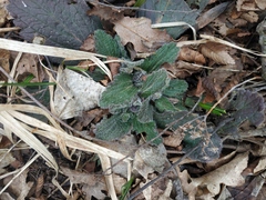 Ajuga orientalis