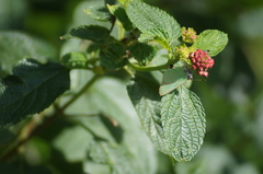 Cyanophrys herodotus