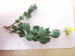 Lotus delortii