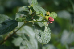 Cyanophrys herodotus