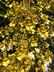 Oncidium sphacelatum