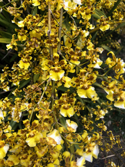 Oncidium sphacelatum