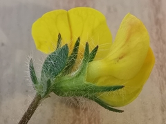 Lotus delortii