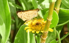 Hylephila phyleus