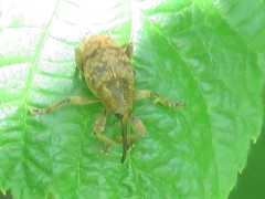 Curculio venosus