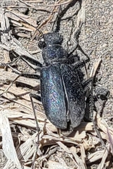 Cicindela
