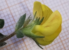 Lotus delortii